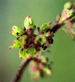 Cele 38 de remedii florale Bach - 32
