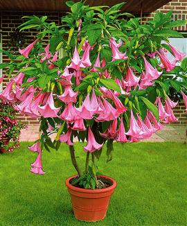 Plante toxice ornamentale. Partea 1
