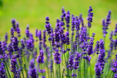 Plante Medicinale Pe Care Le Poti Creste In Propria Curte