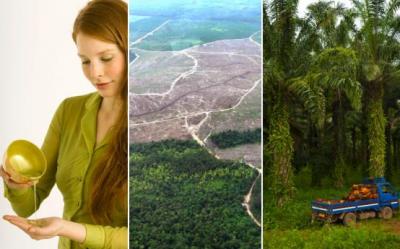Uleiul de palmier, cel mai consumat ulei vegetal din lume si dezastrul ecologic pe care il lasa in urma