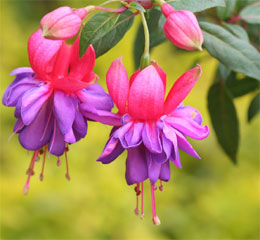 Cercelusul sau Fuchsia, cea mai cocheta floare dintre flori
