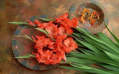 Gladiola, o floare cu o istorie uimitoare