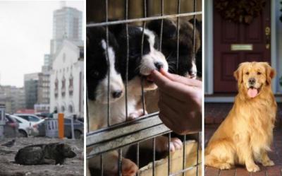 Maidanezii pot fi animale de companie pe viata. Salveaza un caine de la eutanasiere