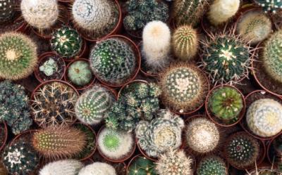 Colectionarul de cactusi. Un roman are peste 30.000 de cactusi