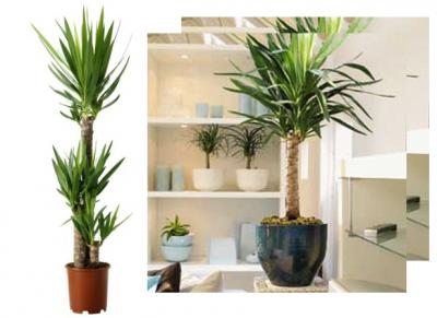 Yucca elephantipes si Yucca aloifolia, palmierii de apartament