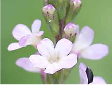 Cele 38 de remedii florale Bach - 33