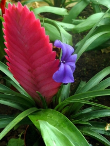Tillandsia Cyanea, planta de apartament cu floarea cea mai ciudata