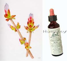 Cele 38 de remedii florale Bach - 36