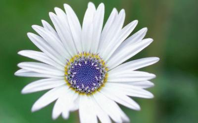 Arctotis, floarea contrastelor