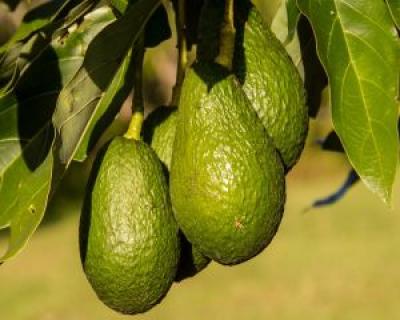 Uleiul de avocado - elixir miraculos pentru frumusetea pielii si a parului