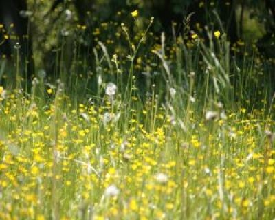 Remedii naturiste care amelioreaza simptomele alergiei