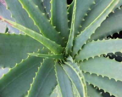 Aloe vera, remediu naturist pentru bolile de inima