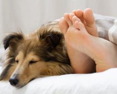Cum te ajuta un animal de companie sa te odihnesti mai bine