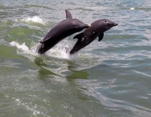 Invata de la delfini sa te hranesti sanatos