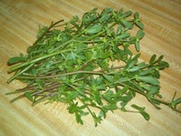 Cea mai bogata planta in omega 3: Iarba grasa (Portulaca oleraceea)