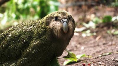 Noua Zeelanda a desemnat kakapo drept pasarea anului 2020