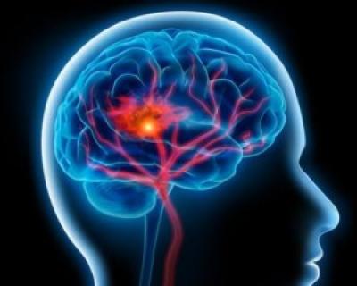 Anatomia creierului influenteaza alegerile alimentare