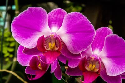 Tu stii cum sa ingrijesti corect o orhidee?