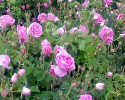 Trandafirul pentru dulceata: ce trebuie sa stii despre Rosa Damascena