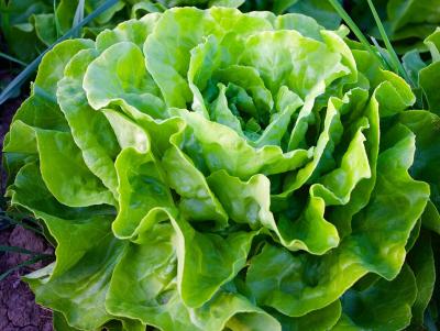 Top beneficii ale consumului de salata verde!