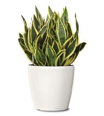 Sansevieria