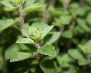 Oregano BIO - Planta miraculoasa cu zeci de beneficii pentru corp si minte!