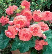 Begonia