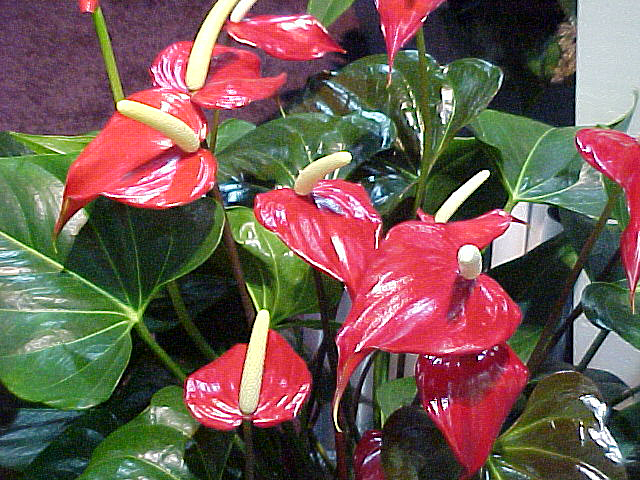 Anthurium