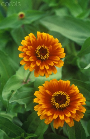 Zinnia elegans, floarea carciumareasa