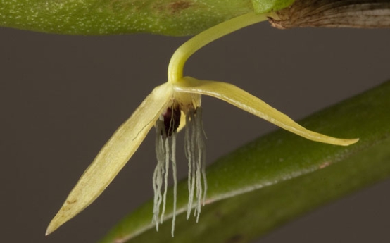 Bulbophyllum nocturnum, orhideea care infloreste numai noaptea