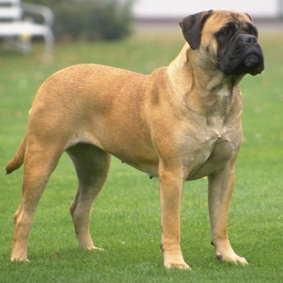 Rase de caini. Bullmastiff - cel mai bun caine de paza