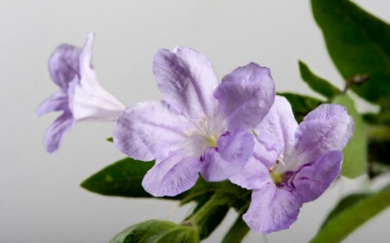 Ruellia