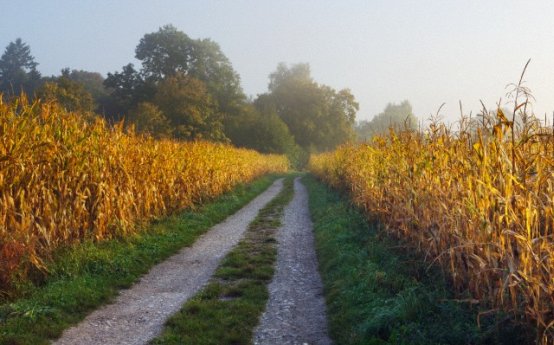 Ordinul ministrului Agriculturii privind ajutorul de stat pentru finantare in agricultura, publicat in Monitorul Oficial