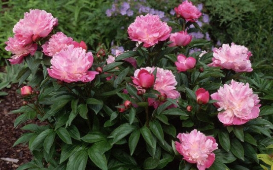 Paeonia sau bujorul de gradina