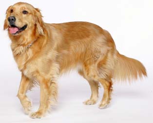 Golden Retriever, un caine prietenos si sociabil