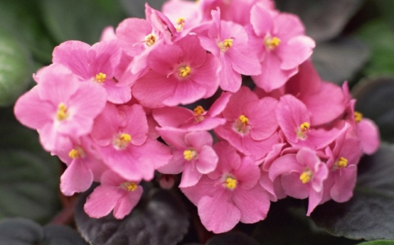 Saintpaulia, Violeta africana sau Violeta de Uzambar