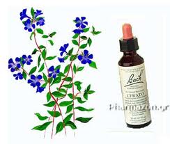 Cele 38 de remedii florale Bach - 9