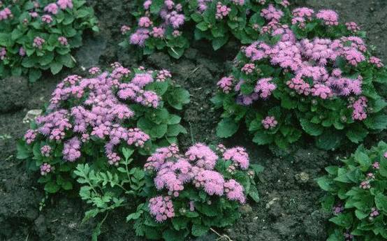 Ageratum, pufuletul de gradina