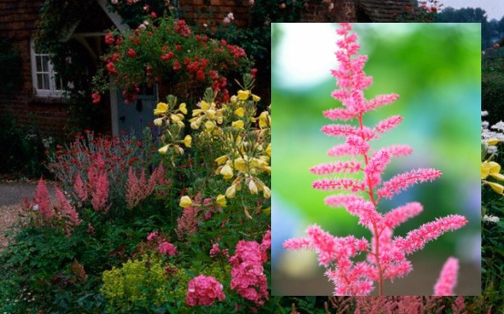 Astilbe