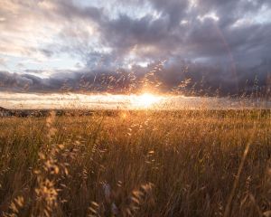 Ce remedii naturiste sa alegi pentru alergiile de sezon