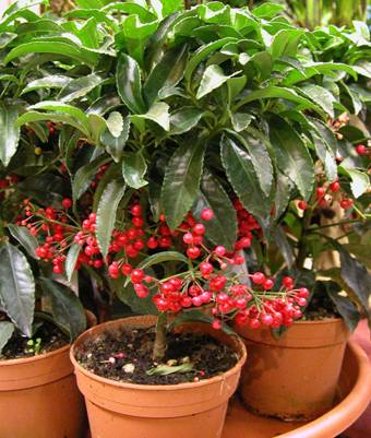 Ardisia crenata, planta cu bace rosii