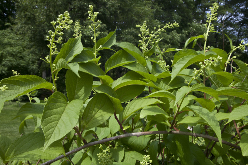 Planta miraculoasa care combate cancerul in 40 de zile