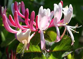 Cele 38 de remedii florale Bach - 4