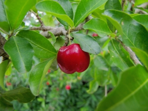 Topul surselor naturale de vitamina C