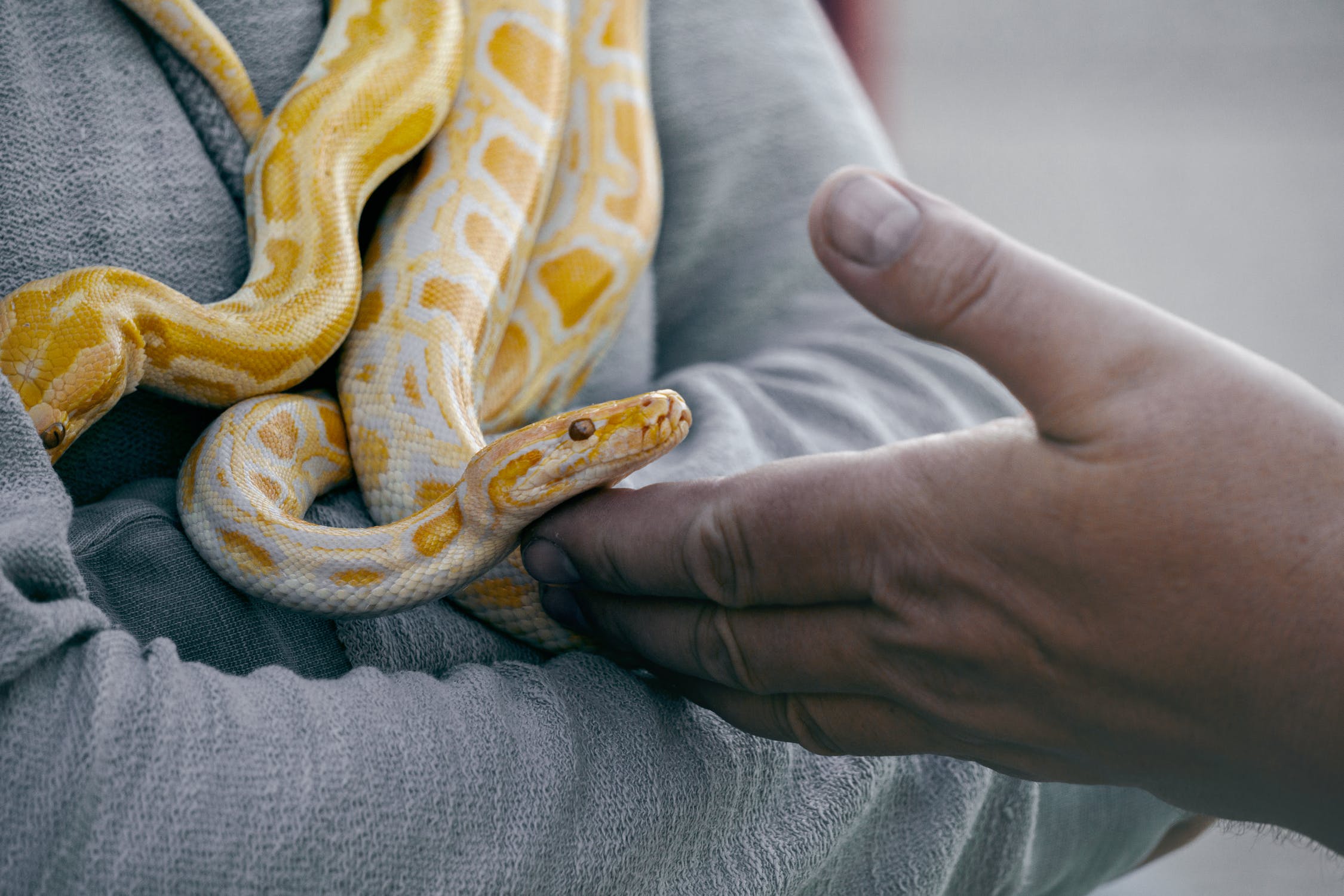 3 animale care sunt foarte periculoase pentru copii