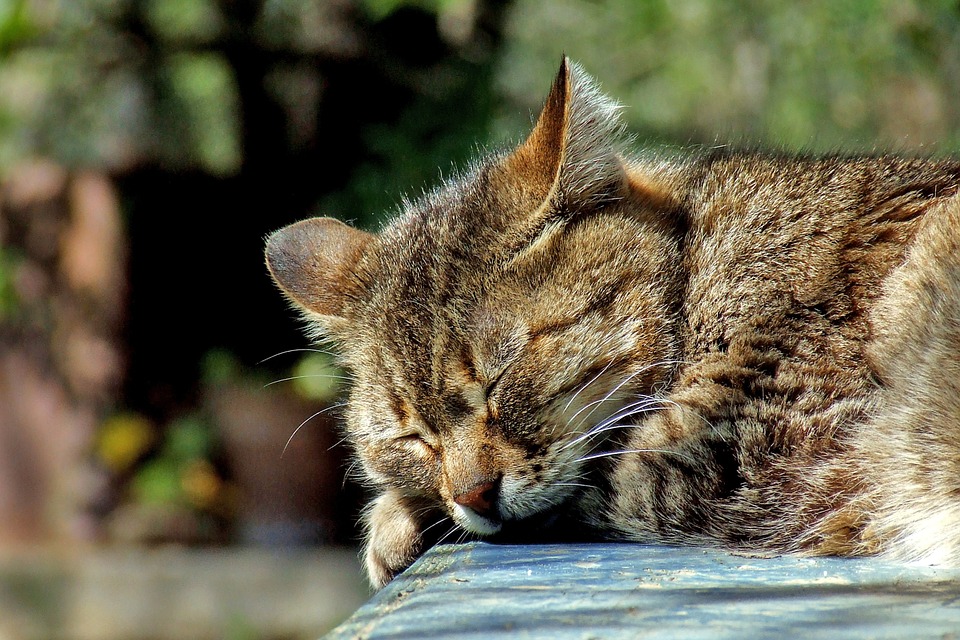 Cat de mult trebuie sa dormim zilnic?