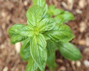 Ce sunt plantele adaptogene si cum te ajuta sa echilibrezi organismul