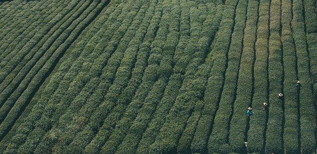 Ceaiul verde reprezinta alegerea perfecta pentru sanatate de invidiat. Iata de ce!