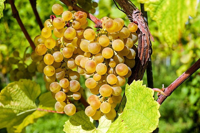 Cum sa pregatesti compot de struguri: reteta simpla, aromata si usor de preparat