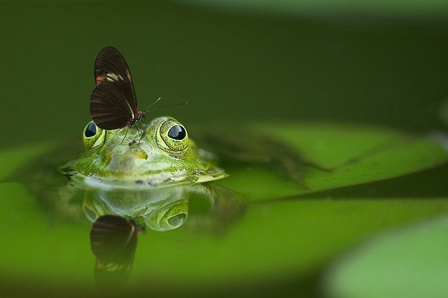 Copiii, invatati ce inseamna sa fii entomolog